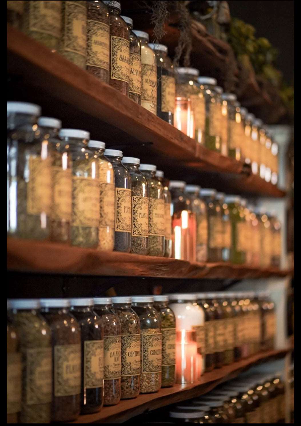 Bay Leaves